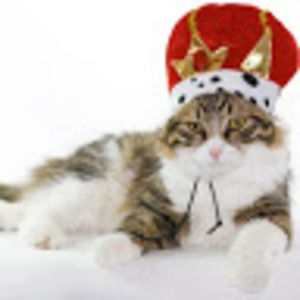 Meet your Posher, Nguyen